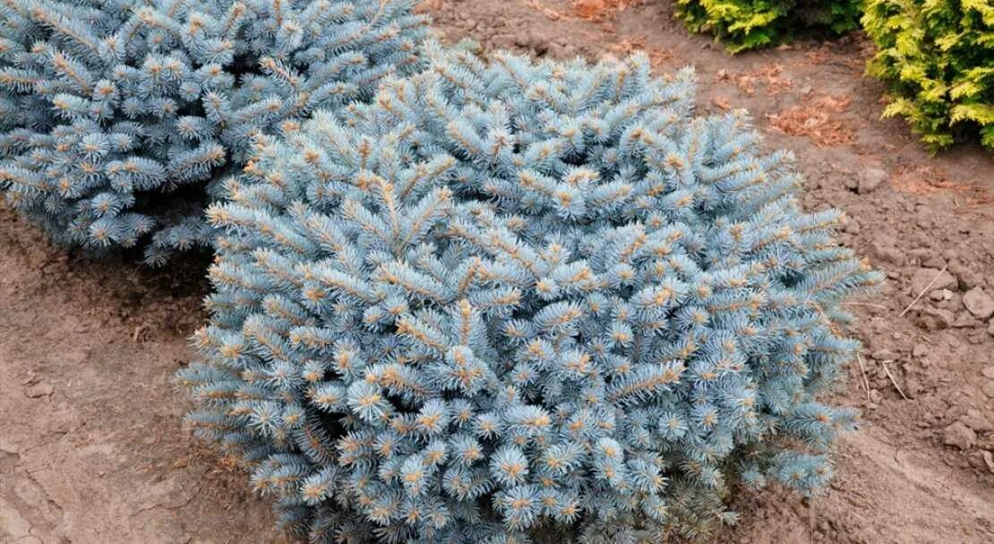 Ель колючая glauca. Picea pungens 'glauca globosa'. Ель колючая Глаука. Ель колючая glauca globosa. Ель голубая Глаука.