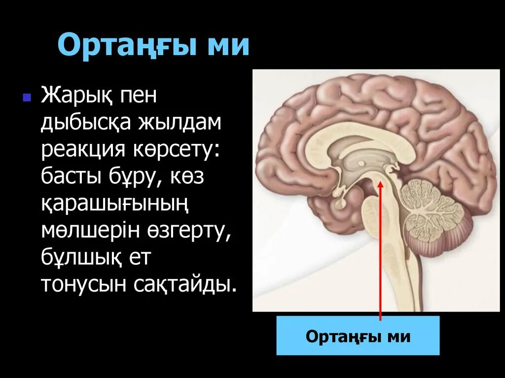 Ми деген не. Ми ??рылысы презентация. Арт?ы ми. Ортангы ми ?ызметі. Ми деген не.