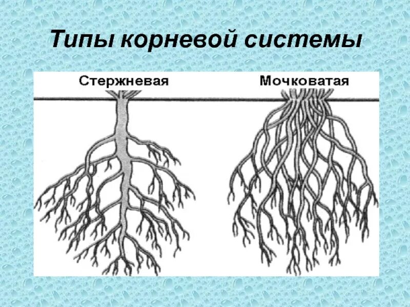 Корни растения бывают. Типы корневых систем 6 класс биология. Типы корневых систем рисунок 6 класс. Корневая система корневого типа. Корневая система 6 класс биология.