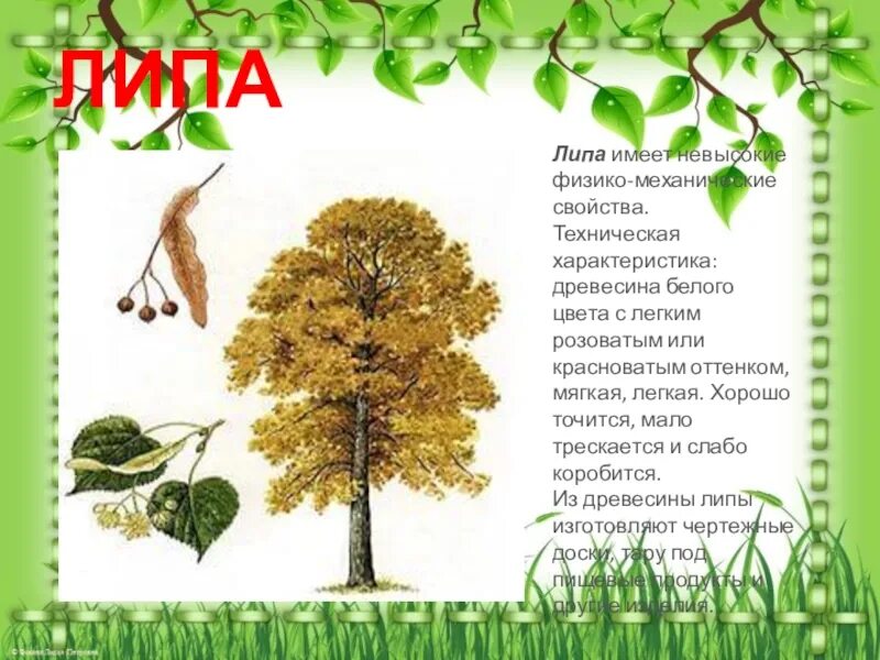 Описание деревьев для детей. Класс дерева липа. липа дерево описание. липа описание для детей.