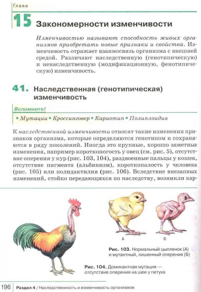 Закономерности изменчивости. Закономерности изменчивости организмов. Модификационная изменчивость у куриц. Закономерность и изменчивость по биологии. Модификационная изменчивость биология 9 класс