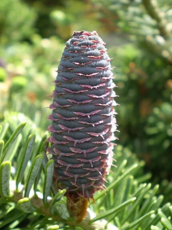 пихта ветхова. пихта уральская. пихта abies koreana. пихта обыкновенная сибирская. пихта корейская кореана.