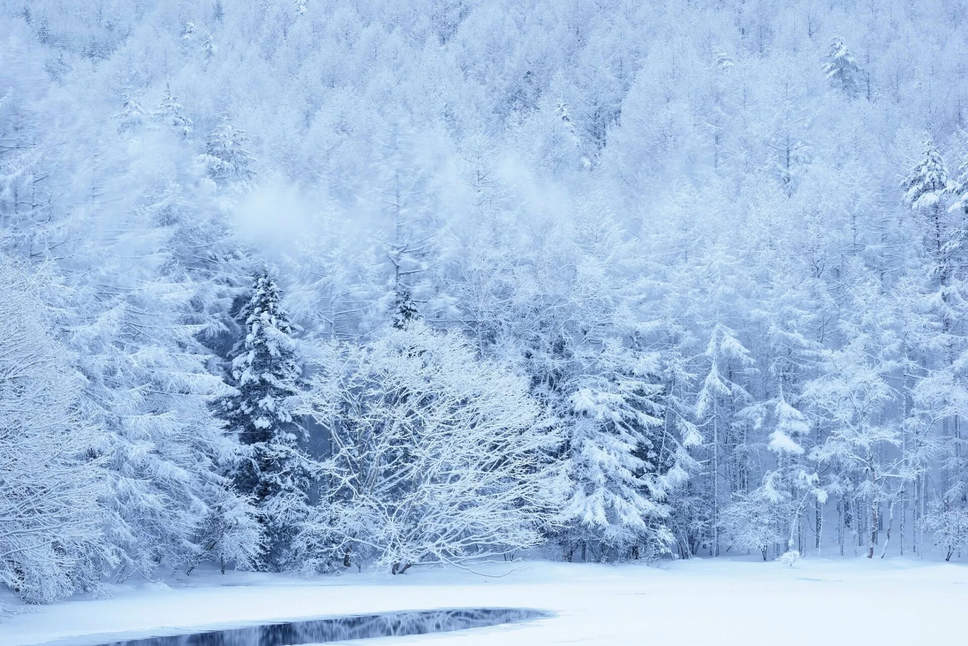 Снежные картинки. Зимний лес. Зима снег. Заснеженный лес. Снежный лес.