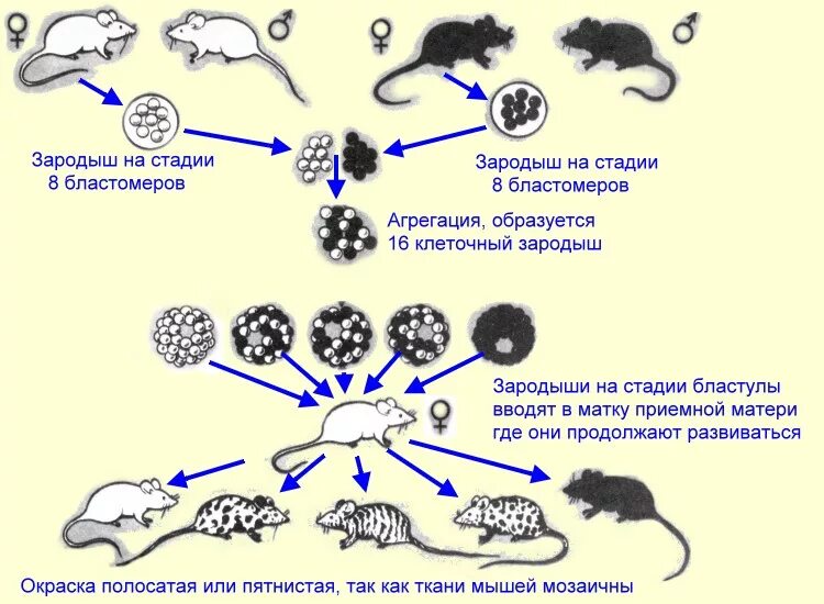 Метод слияния эмбрионов на ранних стадиях. Методы получения химерных организмов. Агрегационный метод получения химер. Метод клеточной инженерии схема. Получение гибридов на основе соединения клеток