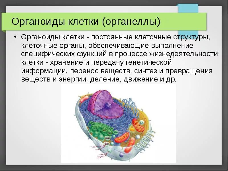 Органоиды клетки. Органеллы клетки. Клетка органоиды клетки. Что такое органоиды клетки в биологии. Пищеварительный органоид клетки