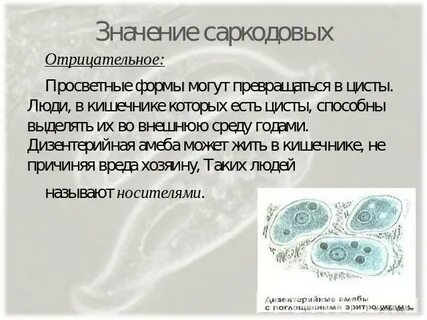 Амеба в жизни человека