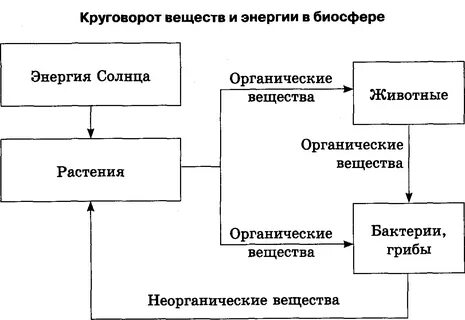 Соедините стрелками все элементы так чтобы получилась схема биологического круговорота веществ