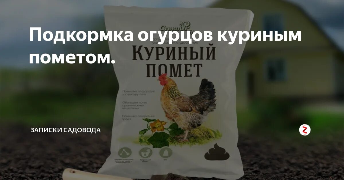 Как развести птичий помет. Куриный помет. птичий помет удобрение. подкормка огурцов куриным пометом. куриный помет для огурцов.