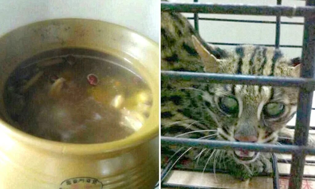 Кошки и суп. Суп из кота. Варят кошек