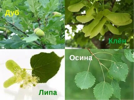 Осина и ольха