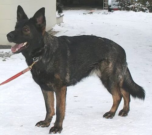 немецкая овчарка штази. питомник немецких овчарок линии гдр. питомник собак штази. немецкая овчарка штази. питомник штази немецкие овчарки.