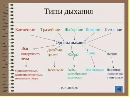 Тип дыхания животной клетки