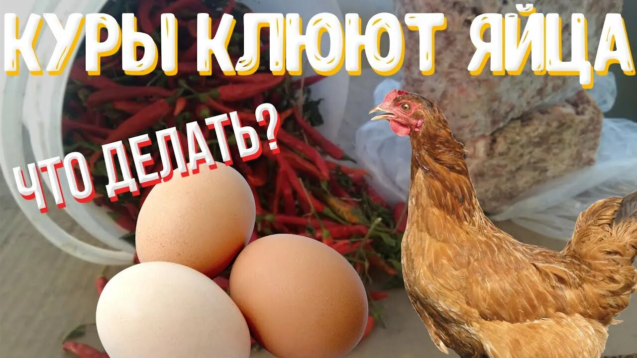 Как отучить кур клевать яйца. Куры расклевывают яйца. Курица расклевывает яйцо. Курица клюет яйца. Почему куры расклевывают яйца.