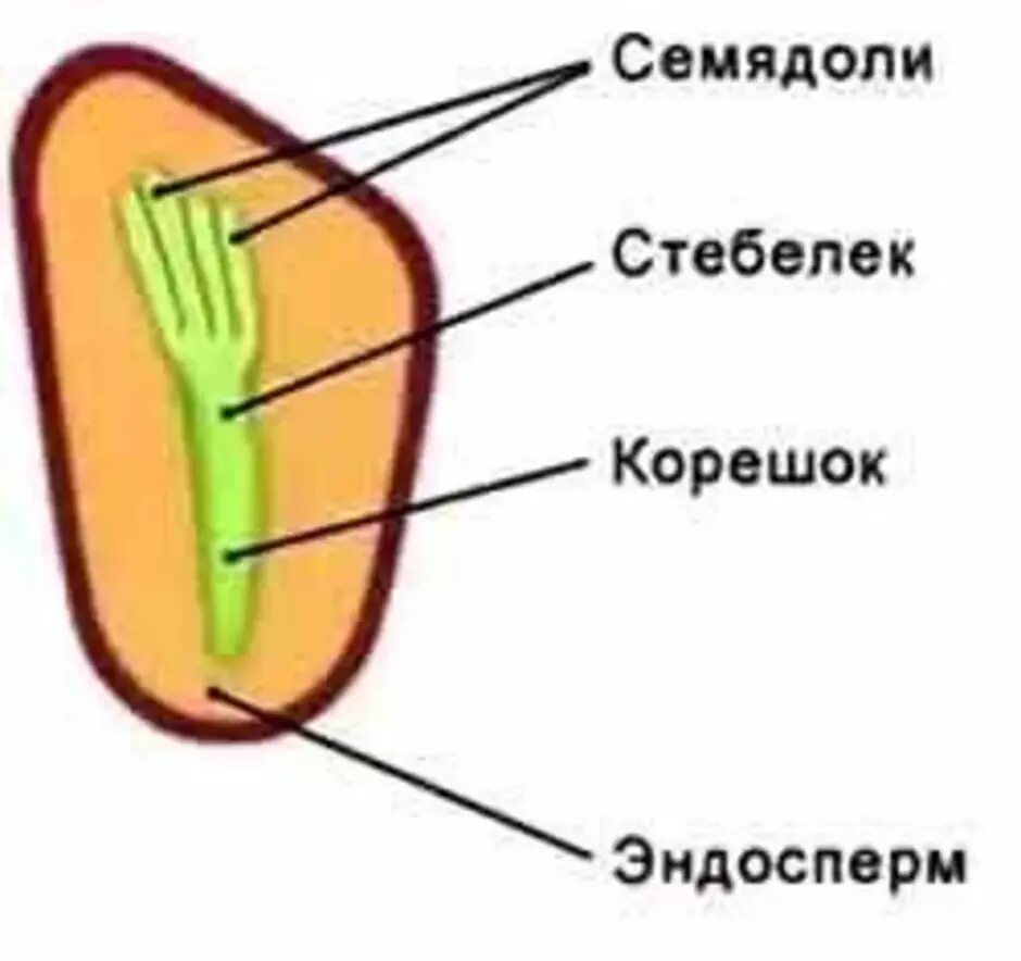 Внешнее строение семян сосны: найдено 90 картинок