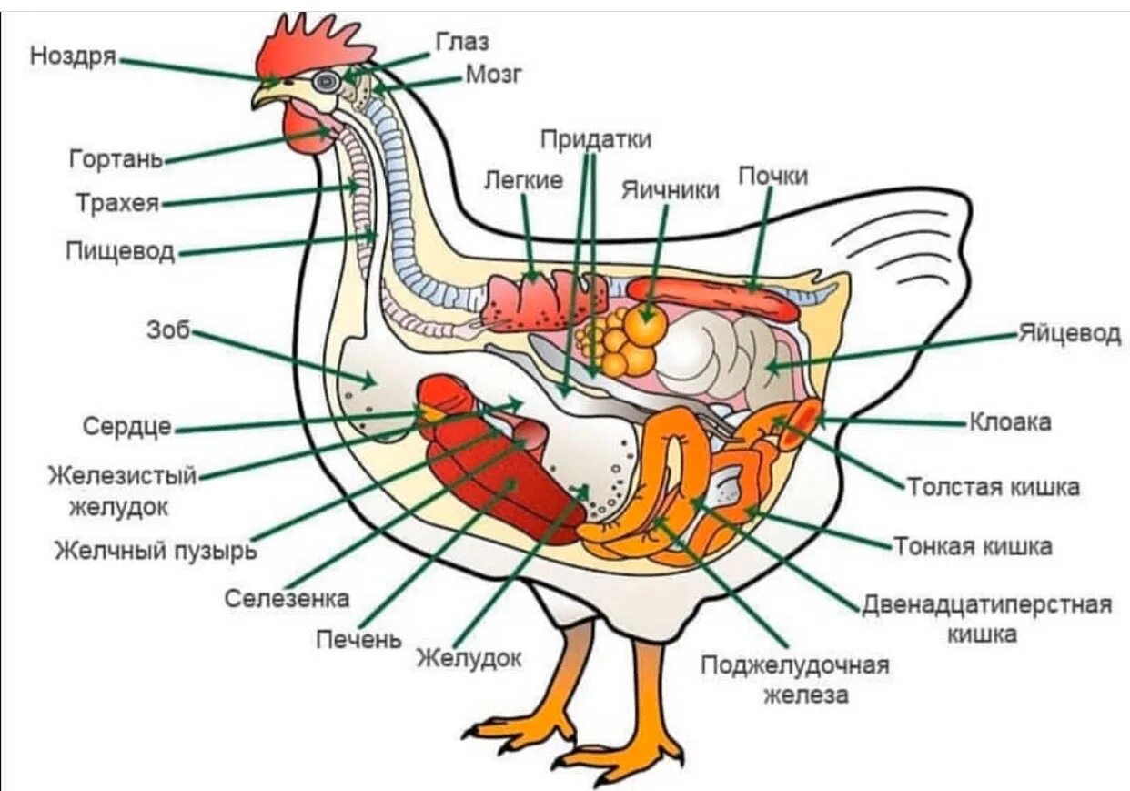 Внутреннее строение курицы. Строение органов курицы. Анатомическое строение курицы. Внутреннее строение курицы несушки.