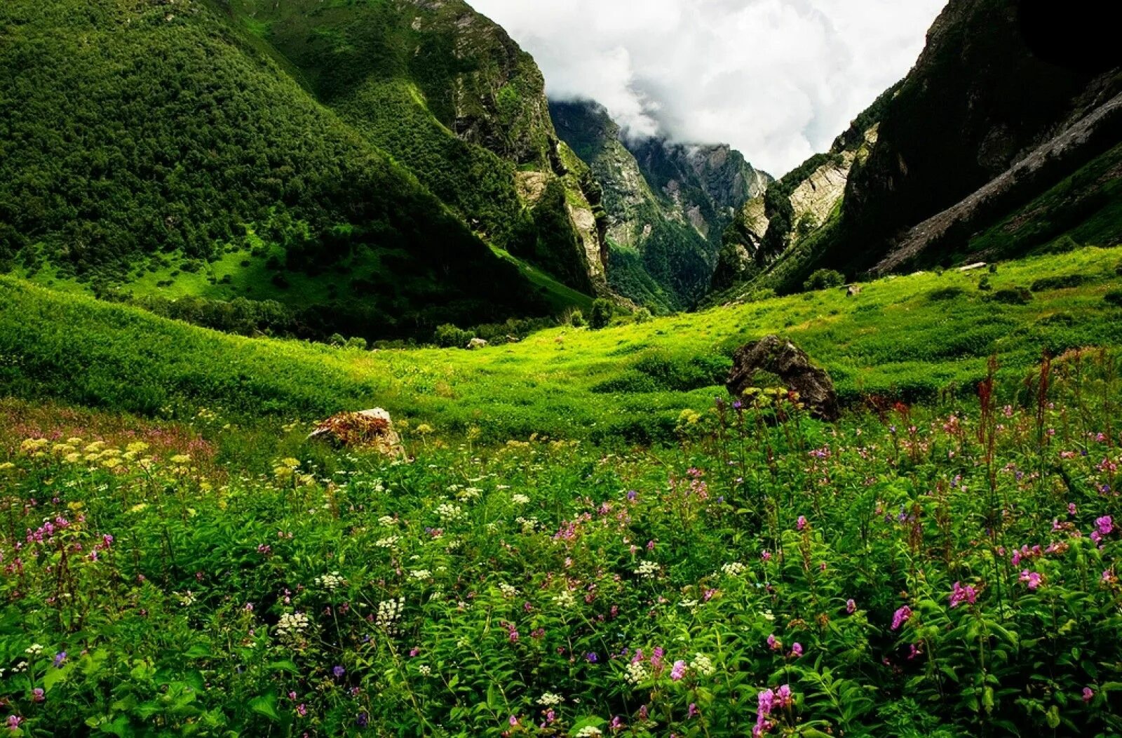 Flowers valley. Долина цветов, Уттаракханд, Индия. Национальный парк «Долина Вальбоны» в Албании. Гималаи Индия растения. Долина цветов, Утаранчал, Индия. ￼.