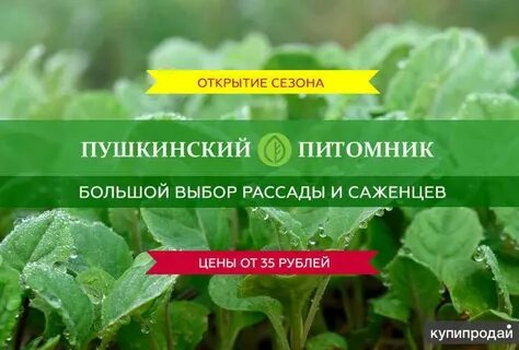 Пушкинский питомник растений