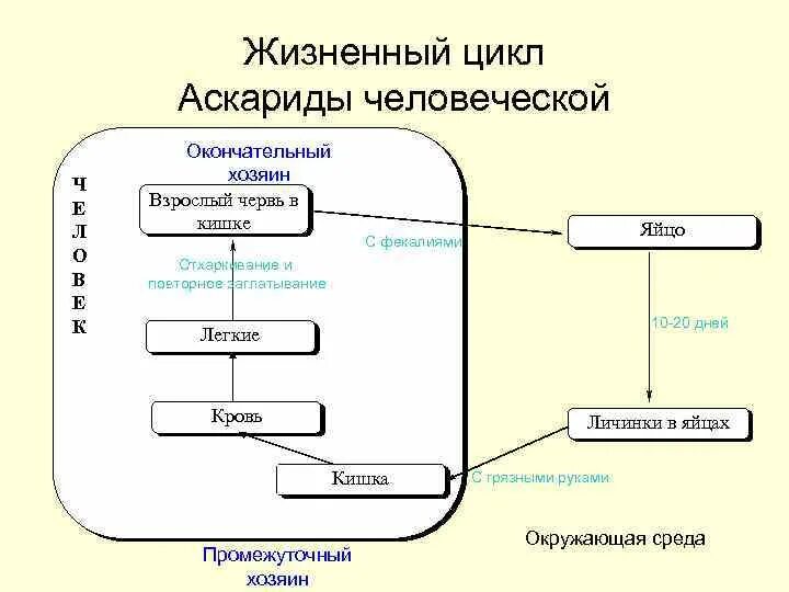 Цикл развития аскариды промежуточный хозяин. Схема развития аскариды 7 класс. Промежуточный хозяин цикл развития человеческой аскариды. Зарисовать жизненный цикл аскариды человеческой.