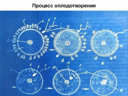 Процессы предшествующие оплодотворению