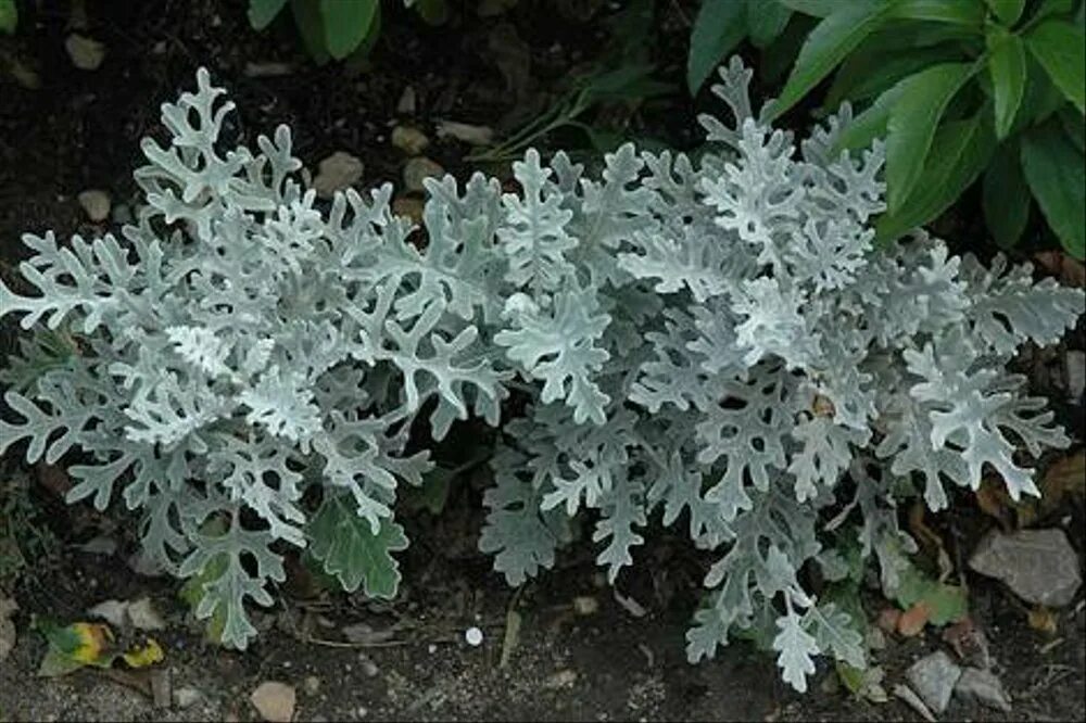 Какую температуру выдерживает цинерария. Цинерария приморская (senecio cineraria). цинерария приморская серебряная пыль. цинерария приморская серебристая. цинерария серебристая dusty miller.