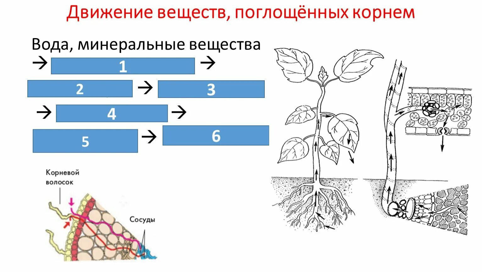 Схема продвижения веществ поглощенныхкорневыми волосками. Схема движения веществ поглощенных корнем 6 класс. Продвижение веществ поглощенных корневыми волосками схема. Схематические движения веществ поглощенных корневым волоском. Органы передвижения веществ