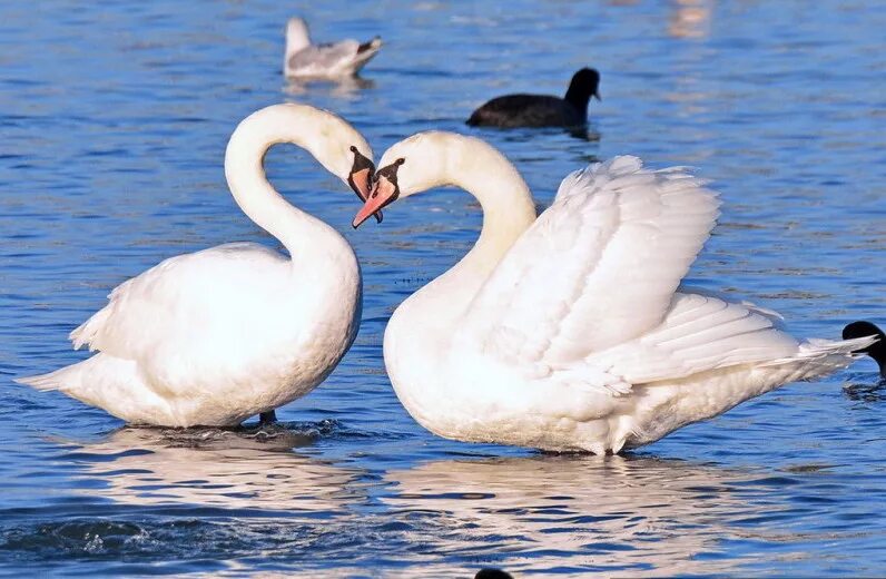 фото лебедей на озере. лебедь. мамин-сибиряк приёмыш лебедь. лебедь трубач. белый лебедь шипун.