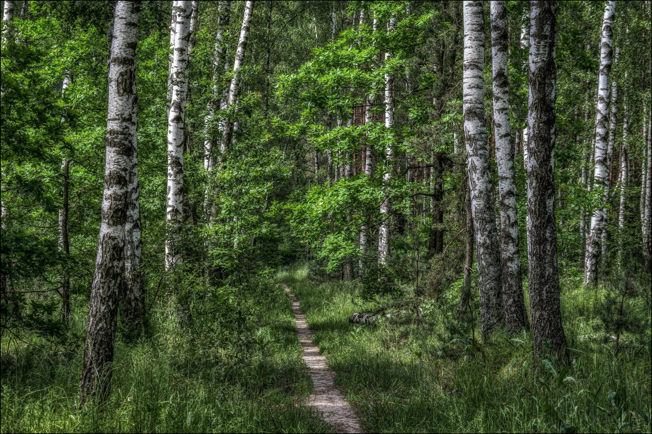 Какие выбрать для средней полосы. Лес средней полосы России. Роща Бор опушка. Русские леса. Природа лес средняя полоса России.