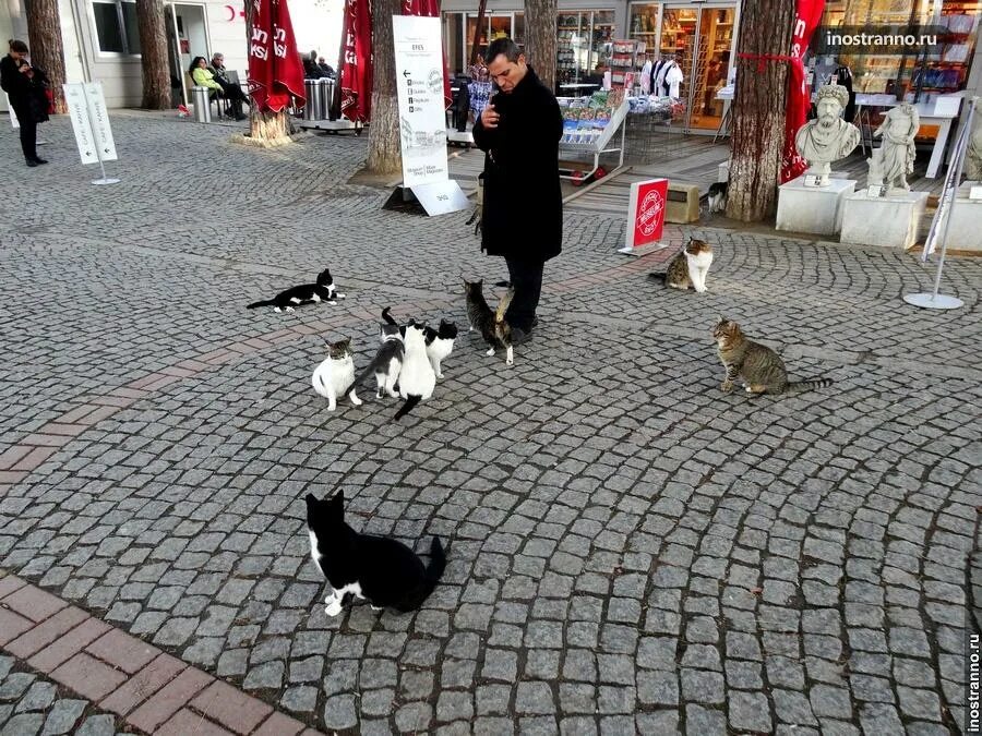 Turkey cats. Стамбул город кошек. Город кошек в Турции. Турецкие кошки уличные. Коты на улице.