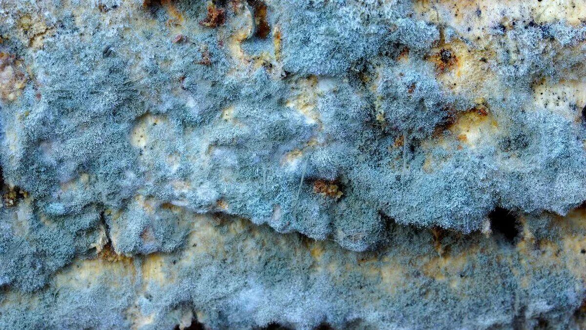 Плесень 4к. Голубые плесневые грибы. Плесневые грибы на сыре. Синяя плесень. Голубая плесень купить
