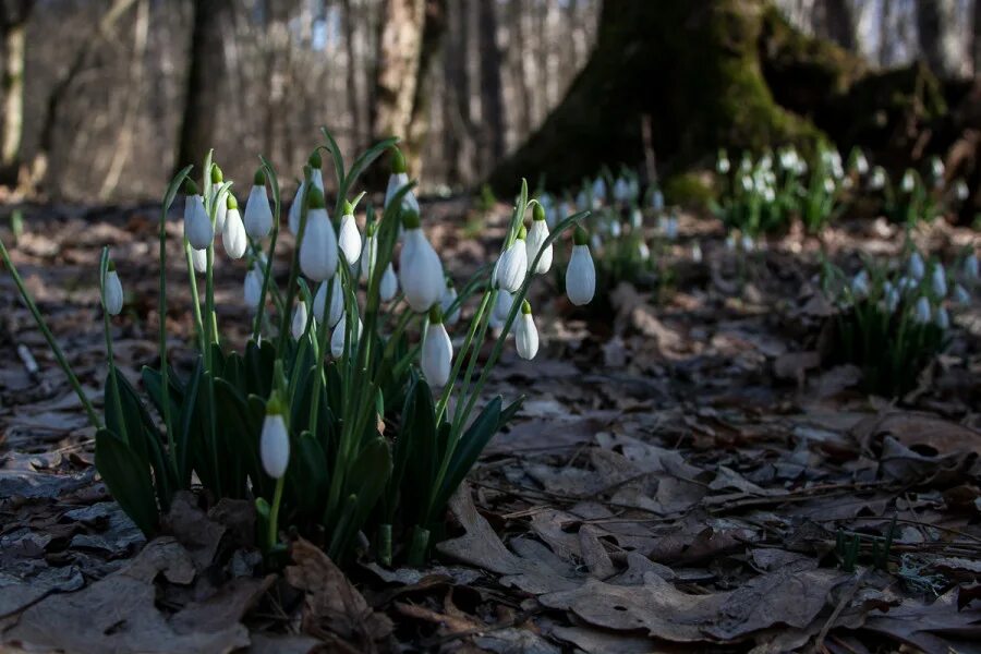 Первоцветы сочи подснежники. Первые подснежники. Elwesii подснежник. Первые подснежники. Подснежник подмосковный.