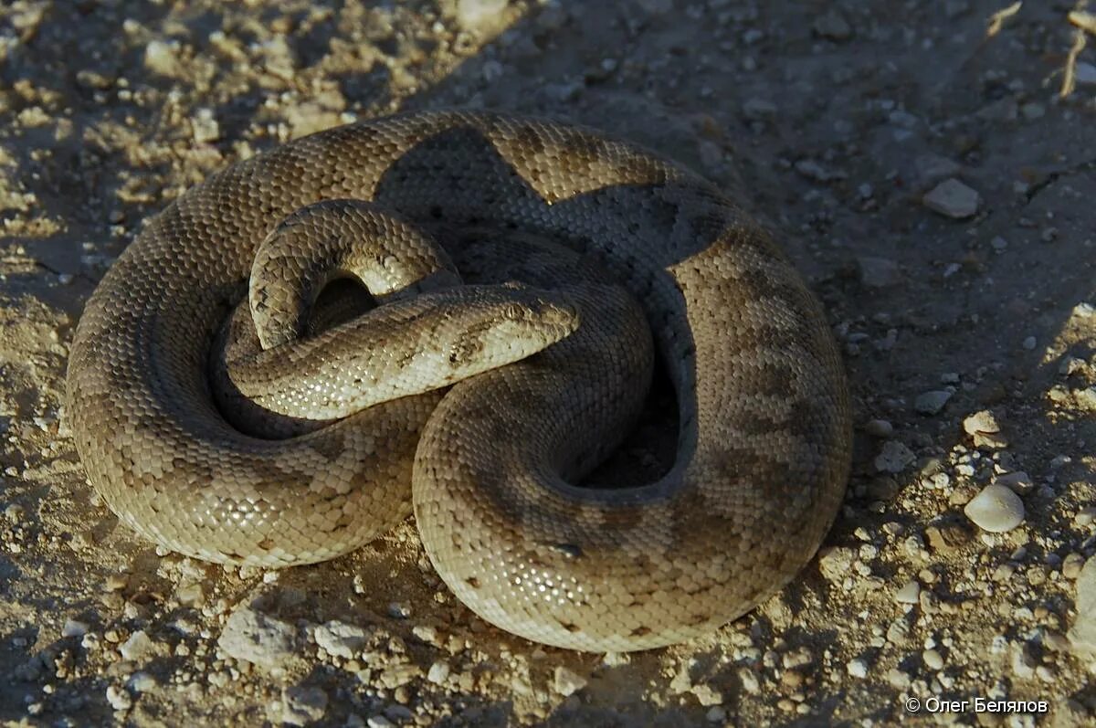 Про песчаную. Песок крупно. Арабский песчаный удавчик. Про песчаную. Песчаная гора в дагестане сарыкум.