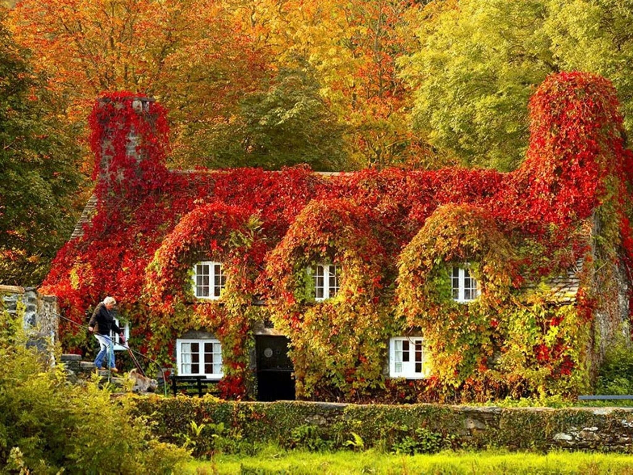 Дом плющ уэльс. Осенью весь дом сплошь засыпан листьями. Осенний сад. Дом увитый плющом гродно. Деревня осенью.