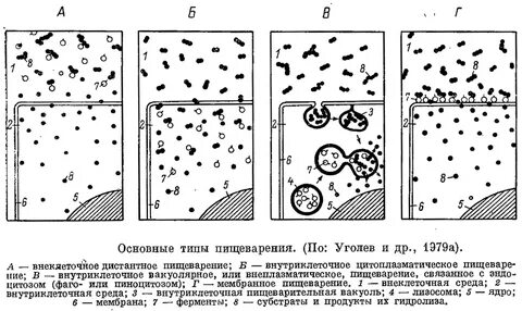 Внутриклеточное пищеварение