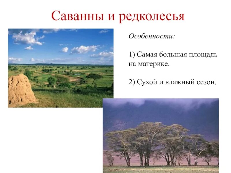 Особенности растительности саванны и редколесья. Саванны и редколесья Австралии климат. Природная зона саванны и редколесья. Растительность саванны и редколесья Африки. Климат саванн Южной Америки.