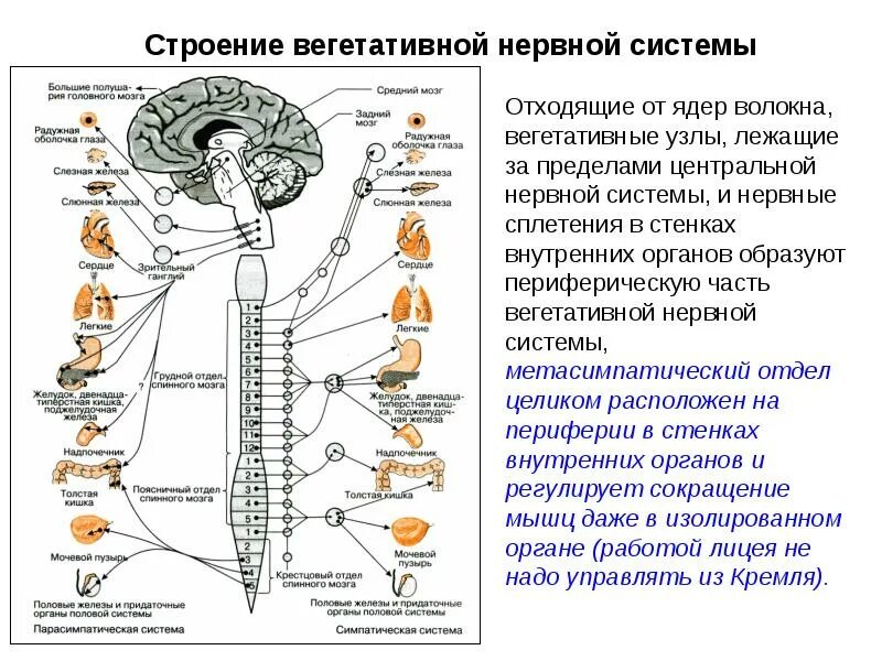 Высшие вегетативные центры и их функции. Вегетативная нервная система схема спинного мозга. отделы вегетативной нервной системы строение. высшие подкорковые центры вегетативной нервной системы. центральные и периферические структуры вегетативной нервной системы.