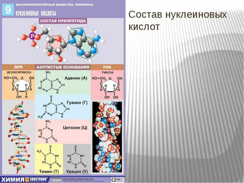 Входит в состав нуклеиновых кислот атф