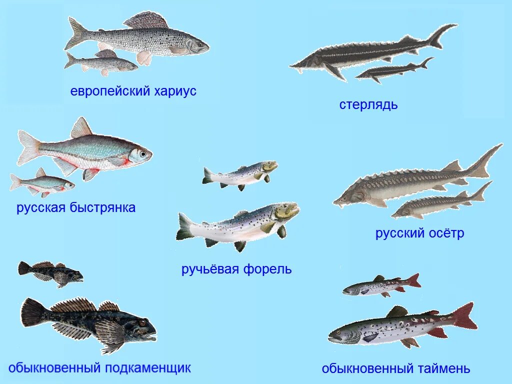 Какие рыбы водятся в воде. Рыбы которые водятся. Рыбы которые водятся в пруду. Рыбы занесенные в красную книгу. Рыбы которые занесены в красную.