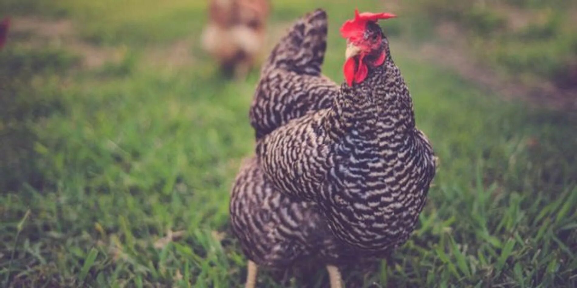 Лявянги плов. Rich chicken. Курица тушка. Rich chicken. Богатые животные.