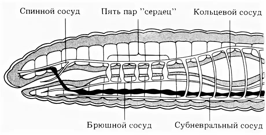 кровеносная система дождевого червя рисунок