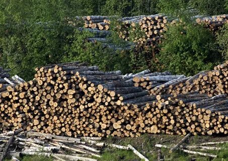 Промышленные рубки леса производятся в лесах защитных