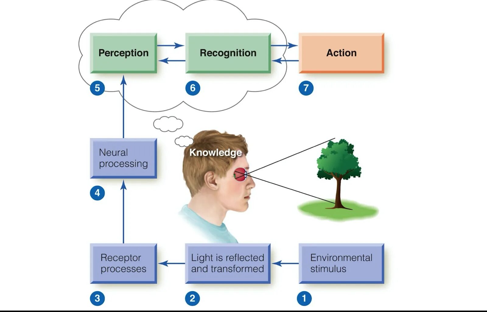 Perception extended version. Perception in psychology. sensation and perception. the perception process. полезависимость.