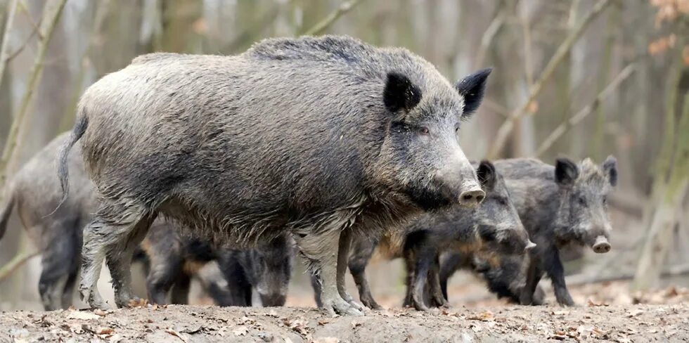 Как отличить кабанов. Кабаны в воронежской области. Предок домашней свиньи. Кабан секач и самка. Отличие дикой свиньи от кабана.