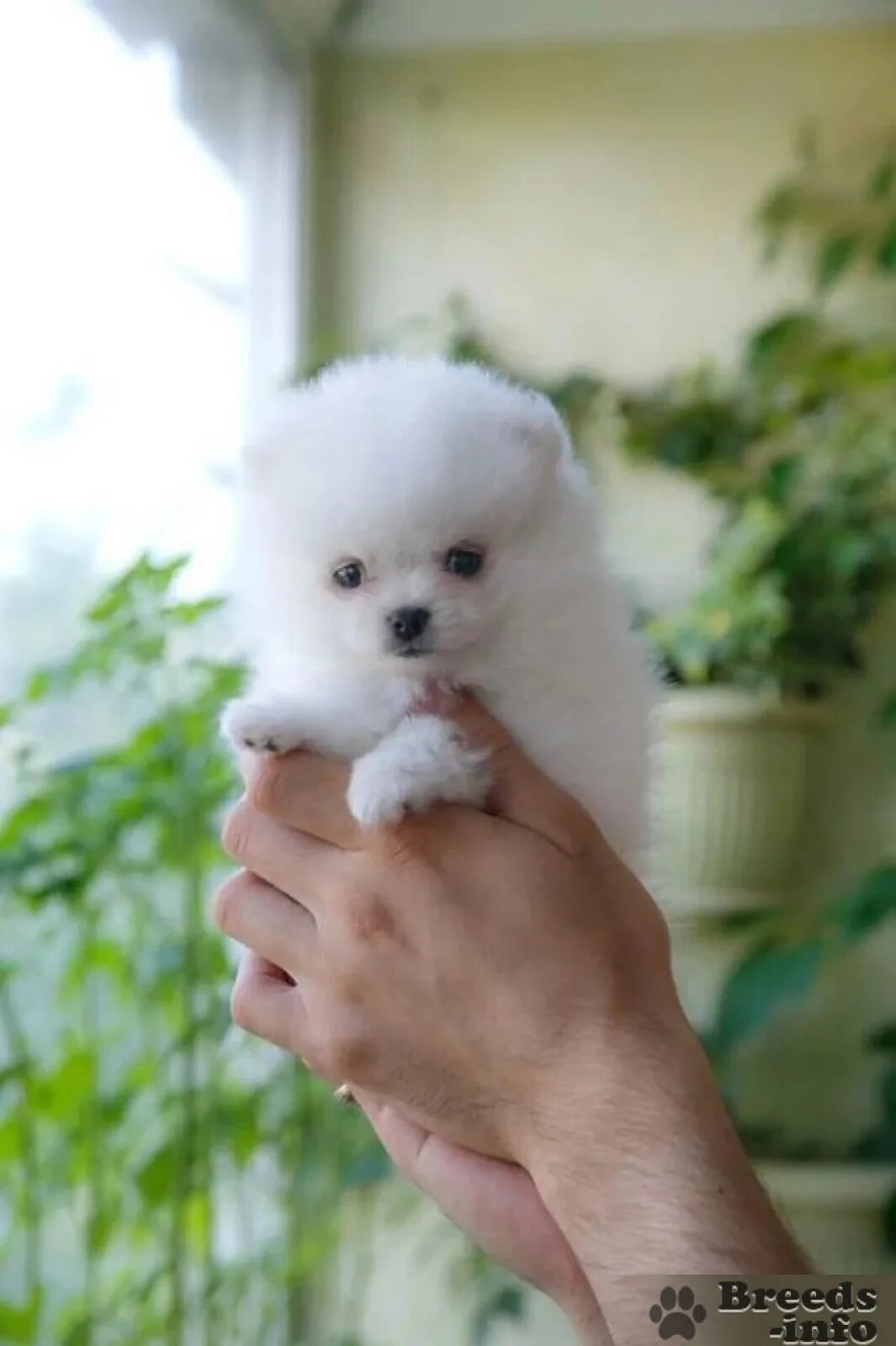 Cute funny animals, Chihuahua puppies, Puppies