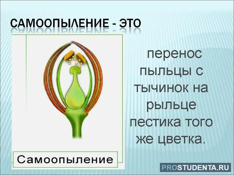 Перенос пыльцы на рыльце пестика называют. Самоопыление растений. Опыление самоопыление и. Опыление растений самоопыление. Самоопыление характерно для растений.