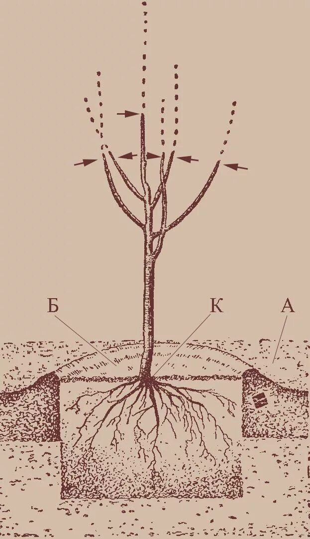 Как правильно садить яблоню весной. Посадка яблони весной саженцами. Посадка яблони однолетки. Корневая шейка саженца черешни. Посадка вишни корневая шейка.