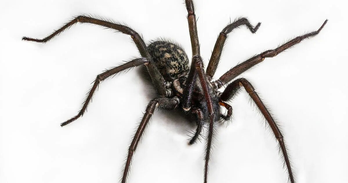 Ich eine spinne