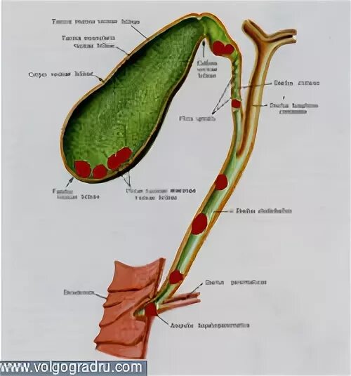 Желчный пузырь шейка тело