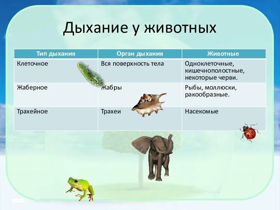 Наличие различных органов у растений и животных. Наличие различных органов у растений и животных