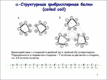 Фибриллярные белки ферментативная функция