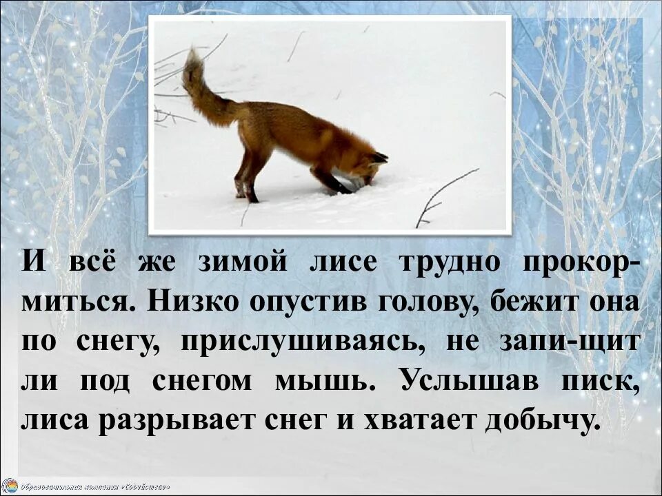 Про жизнь животных рассказ. Жизнь животных зимой презентация. рассказ жизнь животных зимой. жизнь животных зимой в лесу. доклад про зимних животных.